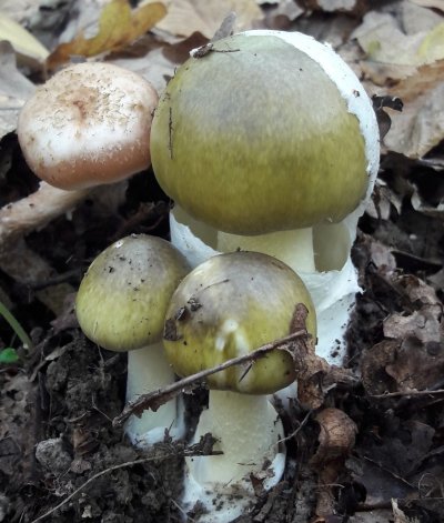 Amanita phalloides гриб