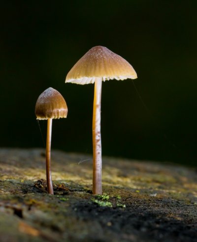 Луговая поганка гриб