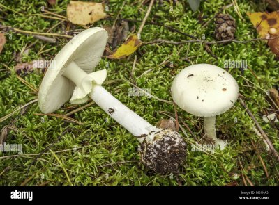 Бледная поганка гриб