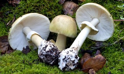Бледная поганка (Amanita phalloides)