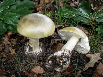 Amanita phalloides гриб