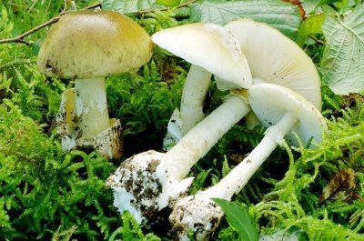 Бледная поганка гриб