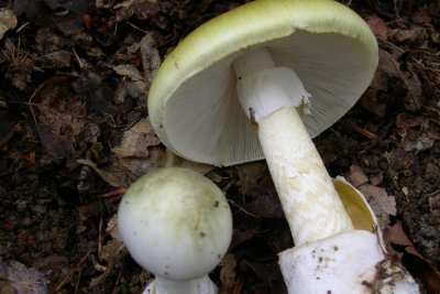 Бледная поганка