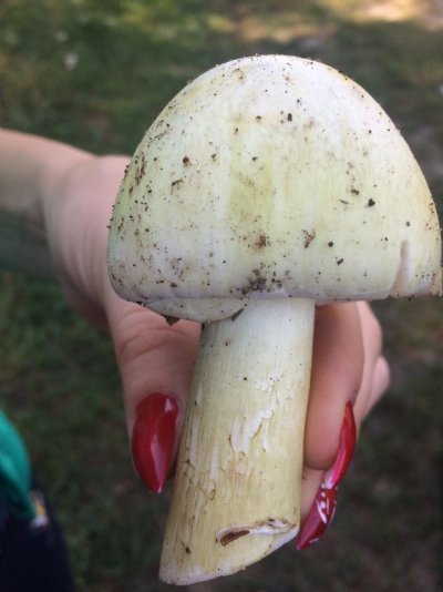 Грибы пластинчатые бледная поганка