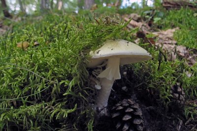 Поганка Луговая