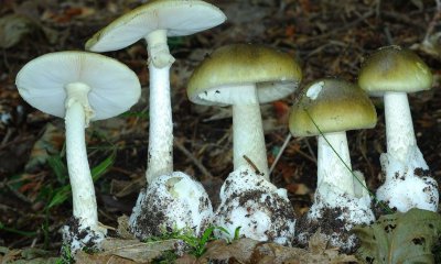 Бледная поганка