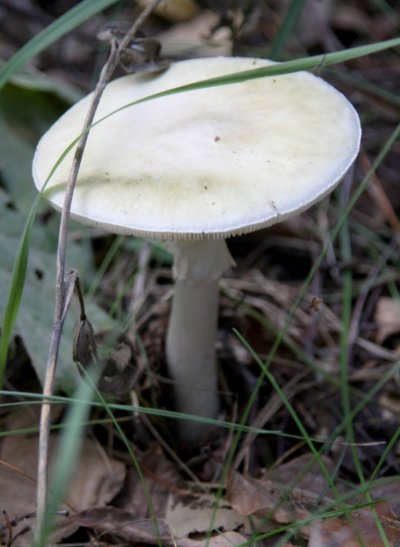 Бледная поганка (Amanita phalloides)