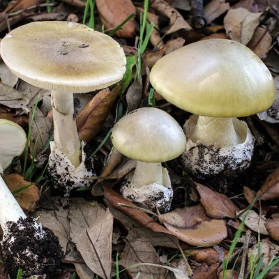 Бледная поганка гриб