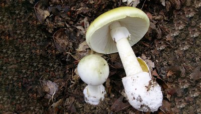 Бледная погоганка гриб