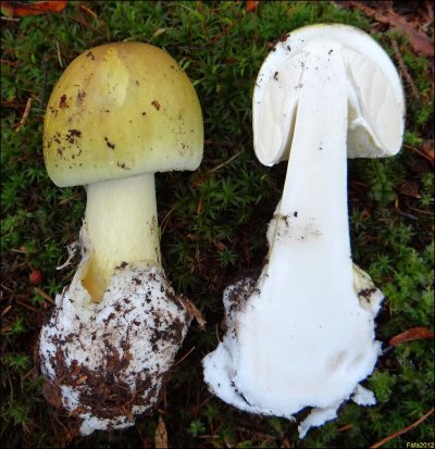 Бледная поганка гриб