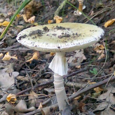 Бледная поганка гриб