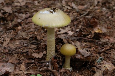 Базидиомицеты бледная поганка