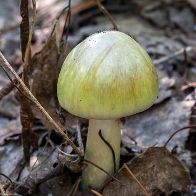 Бледная поганка