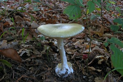 Бледная поганка Луговая