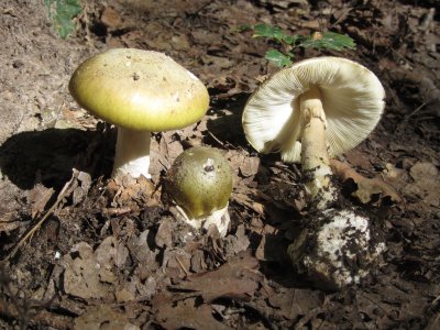 Amanita phalloides гриб