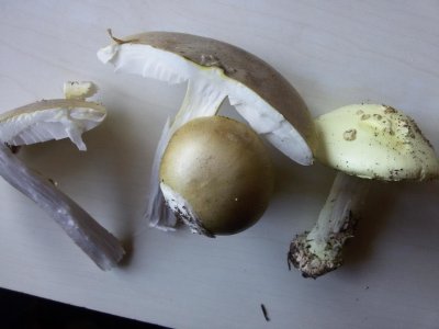 Бледная поганка и шампиньон