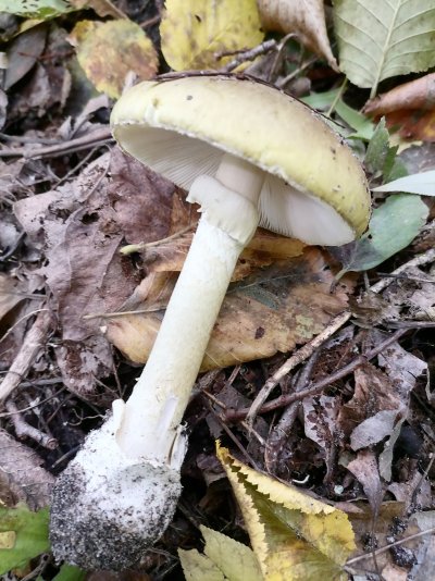 Бледная поганка зеленая