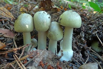 Бледная поганка (Amanita phalloides)