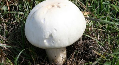 Amanita phalloides гриб