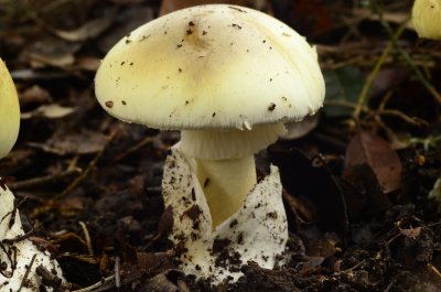 Бледная поганка (Amanita phalloides)