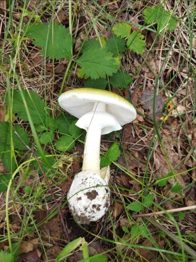 Бледная поганка