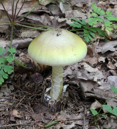 Мухомор и бледная поганка