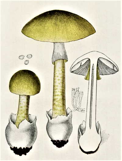 Бледная поганка рисунок