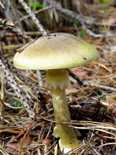 Поганки грибы ядовитые