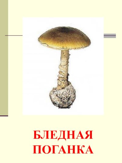 Бледная поганка съедобный гриб