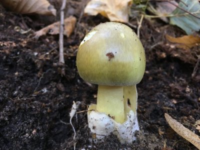 Amanita phalloides гриб