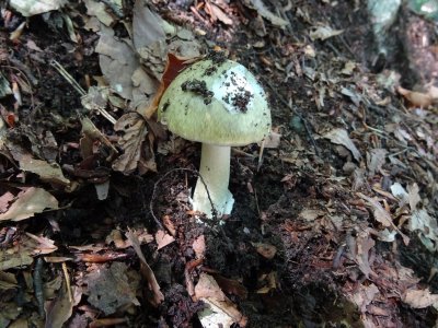 Мухомор и бледная поганка
