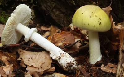 Мухомор и бледная поганка