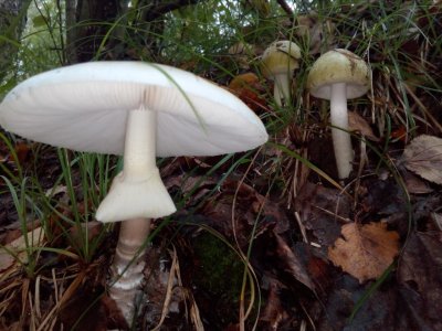 Белая поганка гриб