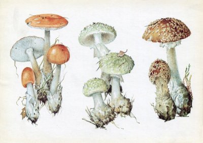 Бледная поганка рисунок