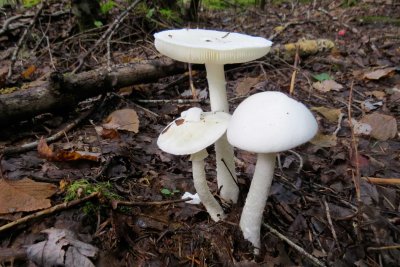Белая поганка гриб