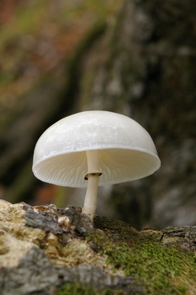 Белая поганка гриб