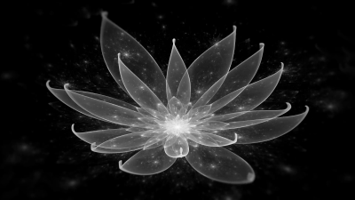 Лотос цветок