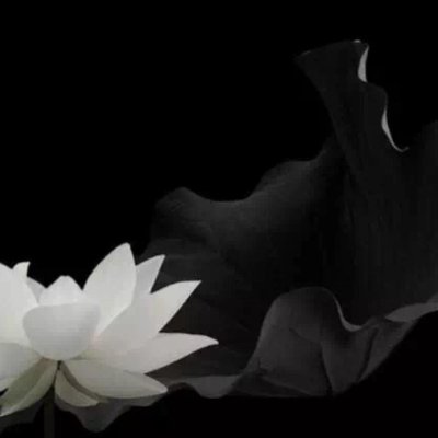 Лотос на темном фоне