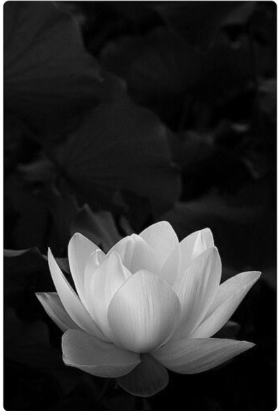 Белые цветы на черном фоне