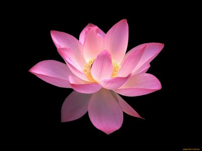 Лотос на черном фоне