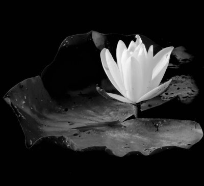 Лотос цветокбелый чёрный