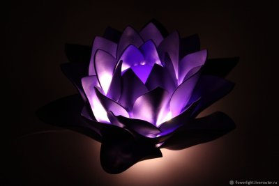 Лотос цветок фиолетовый