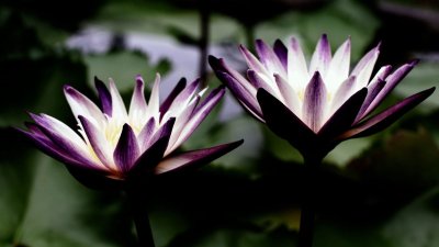 Тысячелистный Лотос