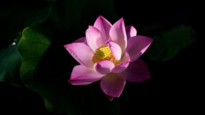 Лотус цветок ночной