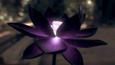 Черный Лотос в природе