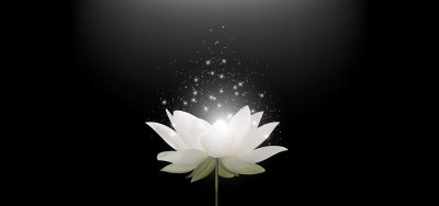 Белый Лотос на черном фоне