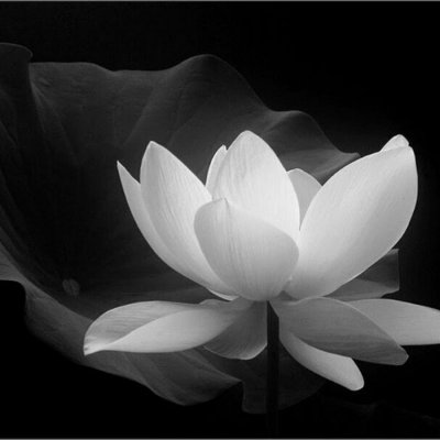 Лотос на черном фоне
