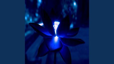 Голубой Лотос на черном фоне