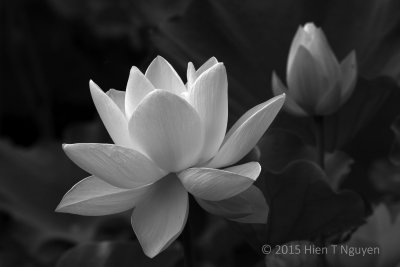 Лотос цветокбелый чёрный