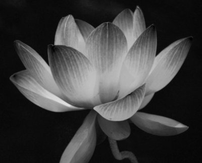 Лотос на черном фоне